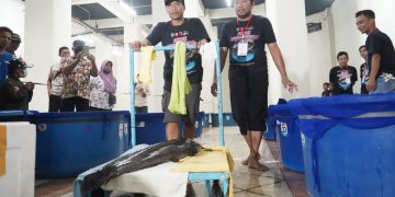 Pertama di Indonesia, Bupati Kediri Gelar Kontes ‘Gede-gedean Lele’