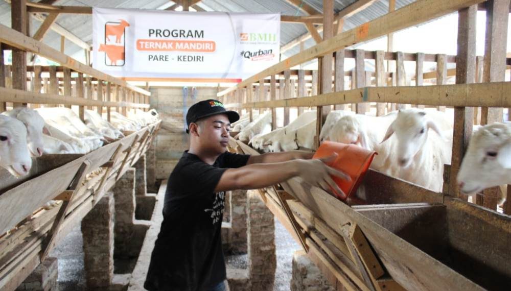 Jelang Qurban, BMH Jatim Siapkan Hewan Berkualitas dan Jaminan Jantan