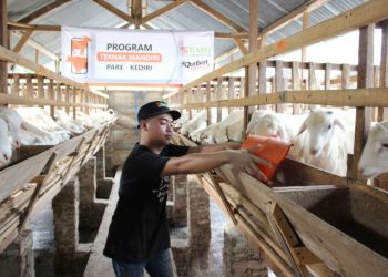 Jelang Qurban, BMH Jatim Siapkan Hewan Berkualitas dan Jaminan Jantan