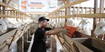 Jelang Qurban, BMH Jatim Siapkan Hewan Berkualitas dan Jaminan Jantan
