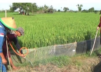 Unik, Petani Gredek-Gresik Gelar Festival Gropyokan Tikus Massal