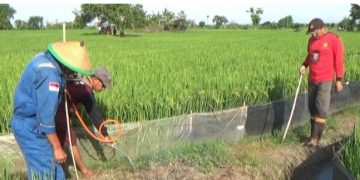 Unik, Petani Gredek-Gresik Gelar Festival Gropyokan Tikus Massal