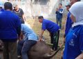 Hj Syifaul Ummah Bacaleg DPRD Sidoarjo Ikut Penyembelihan hingga ‘Jualan’ Gule dan Sate