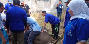 Hj Syifaul Ummah Bacaleg DPRD Sidoarjo Ikut Penyembelihan hingga ‘Jualan’ Gule dan Sate