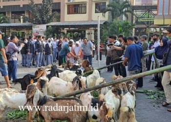 Yayasan Pendidikan dan Sosial Ma’arif Bagikan Langsung 50 Hewan Qurban
