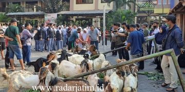 Yayasan Pendidikan dan Sosial Ma’arif Bagikan Langsung 50 Hewan Qurban