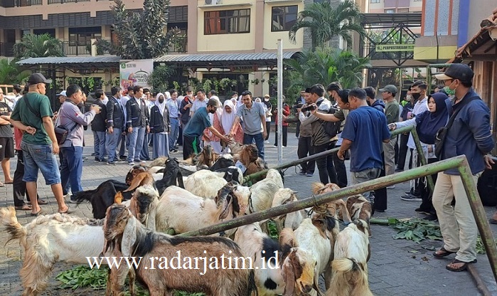 Yayasan Pendidikan dan Sosial Ma’arif Bagikan Langsung 50 Hewan Qurban