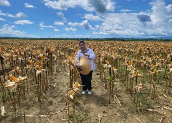 Penguatan Ketahanan Pangan Lewat Berbagai Terobosan dan Inovasi