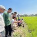 Pertanian di Desa Sentul Sudah Teraliri Air, Petani Ucapkan Terima Kasih ke Bambang Haryo