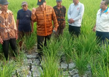 Sawah di Desa Sentul Kekeringan, Ini Solusi dari Bapak Tani Sidoarjo