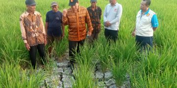 Sawah di Desa Sentul Kekeringan, Ini Solusi dari Bapak Tani Sidoarjo