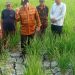 Sawah di Desa Sentul Kekeringan, Ini Solusi dari Bapak Tani Sidoarjo