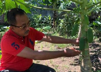 Wawali Surabaya Armuji Ajak Optimalisasi Urban Farming dan Tanaman Pangan