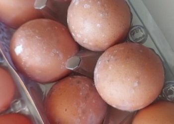 Bantuan Telur Berjamur untuk Anak Stunting