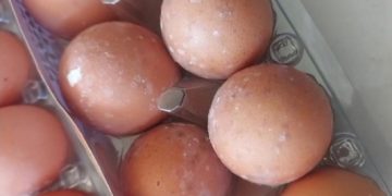 Bantuan Telur Berjamur untuk Anak Stunting