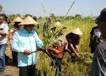 Panen Raya Wijen, Ketua DPRD Sidoarjo Berikan Bantuan Keuangan ke Petani Jabon