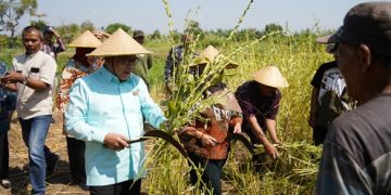 Panen Raya Wijen, Ketua DPRD Sidoarjo Berikan Bantuan Keuangan ke Petani Jabon
