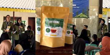 Di Jombang, Mahasiswa UPN Veteran Jatim Olah Rambut Jagung Jadi Minuman Teh dan Herbal