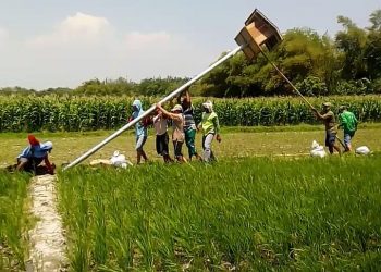 Poktan ‘Dewi Sri’ Gilang Pasang Rumah Burung Hantu Pemburu Tikus Pengrusak Padi
