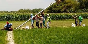 Poktan ‘Dewi Sri’ Gilang Pasang Rumah Burung Hantu Pemburu Tikus Pengrusak Padi