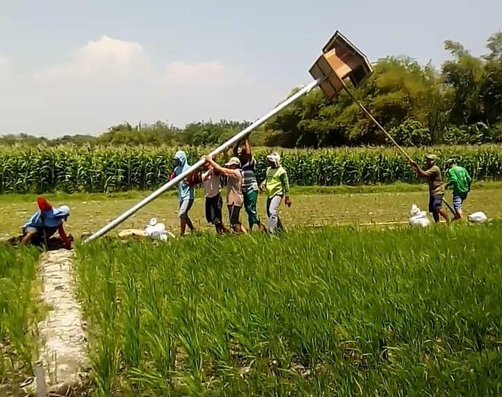 Poktan ‘Dewi Sri’ Gilang Pasang Rumah Burung Hantu Pemburu Tikus Pengrusak Padi