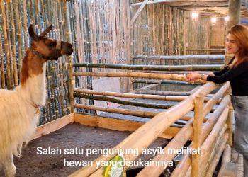 Lippo Plaza Sidoarjo Hadirkan Holiday Mini Zoo