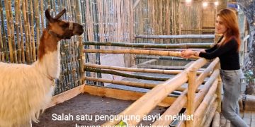 Lippo Plaza Sidoarjo Hadirkan Holiday Mini Zoo