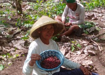 Berburu Kepompong Daun Jati, Setahun Sekali, Satu Gelas Laku Rp 15 Ribu