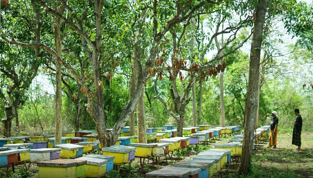 Dompet Dhuafa Jatim Dorong Tingkatkan Produktivitas Peternak Lebah Madu