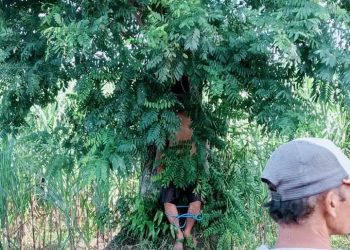 Patroli di Perkebunan, Satpam Temukan Jenasah Gantung Diri