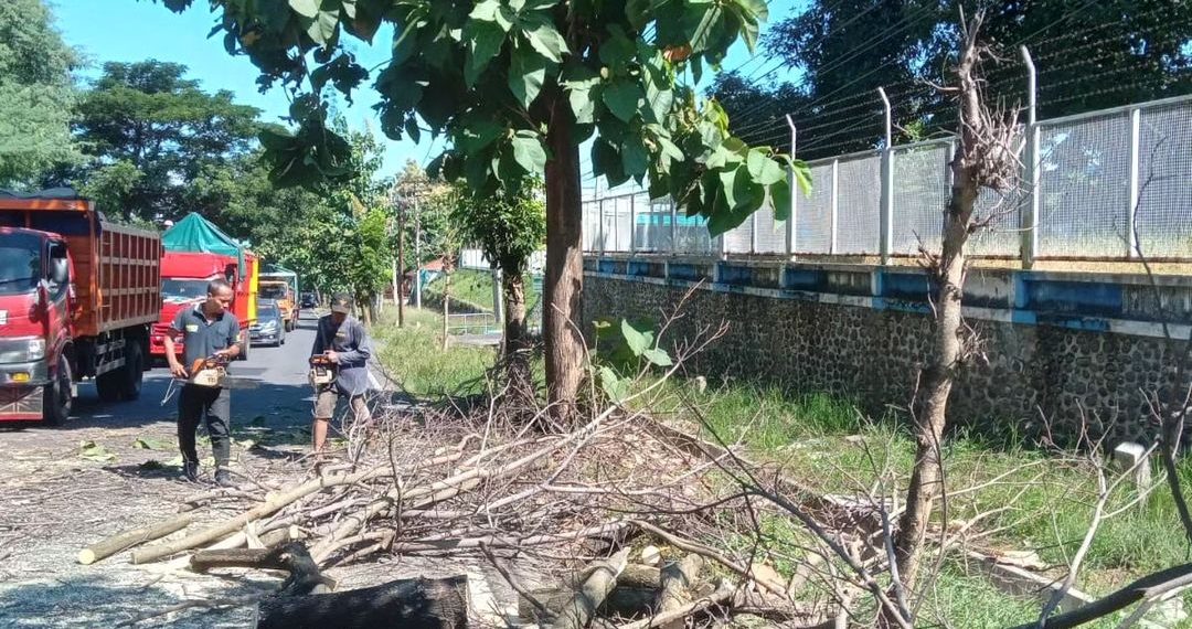 Dinas PU CKPP Banyuwangi Lakukan Pemotongan Pohon Sebagai Antisipasi Bencana Pengguna Jalan