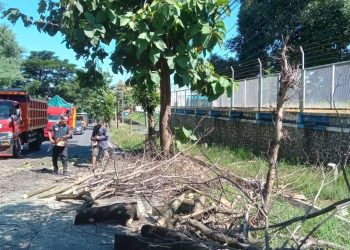 Dinas PU CKPP Banyuwangi Lakukan Pemotongan Pohon Sebagai Antisipasi Bencana Pengguna Jalan