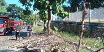 Dinas PU CKPP Banyuwangi Lakukan Pemotongan Pohon Sebagai Antisipasi Bencana Pengguna Jalan