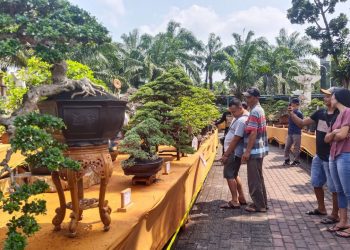 Kontes Bonsai Jadi Daya Tarik Wisatawan di Kediri