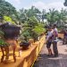 Kontes Bonsai Jadi Daya Tarik Wisatawan di Kediri