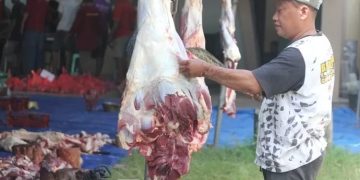 DKPP Kabupaten Kediri Periksa Kondisi Hewan Qurban Untuk Cek Kesehatan