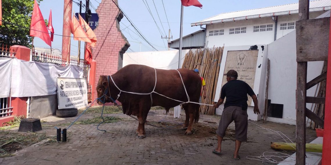 DPC PDIP Kabupaten Kediri Sembelih Sapi 1 Ton Dalam Peringatan Hari Raya Qurban