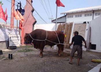 DPC PDIP Kabupaten Kediri Sembelih Sapi 1 Ton Dalam Peringatan Hari Raya Qurban