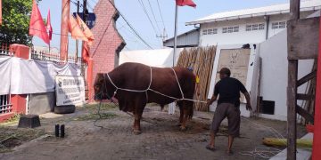DPC PDIP Kabupaten Kediri Sembelih Sapi 1 Ton Dalam Peringatan Hari Raya Qurban