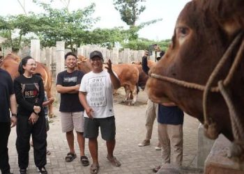 Mas Dhito dan Mbak Cica Beli Empat Sapi Jumbo Untuk Persiapan Qurban