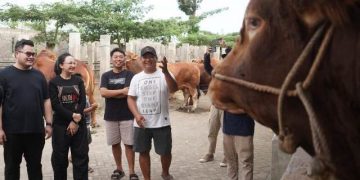 Mas Dhito dan Mbak Cica Beli Empat Sapi Jumbo Untuk Persiapan Qurban