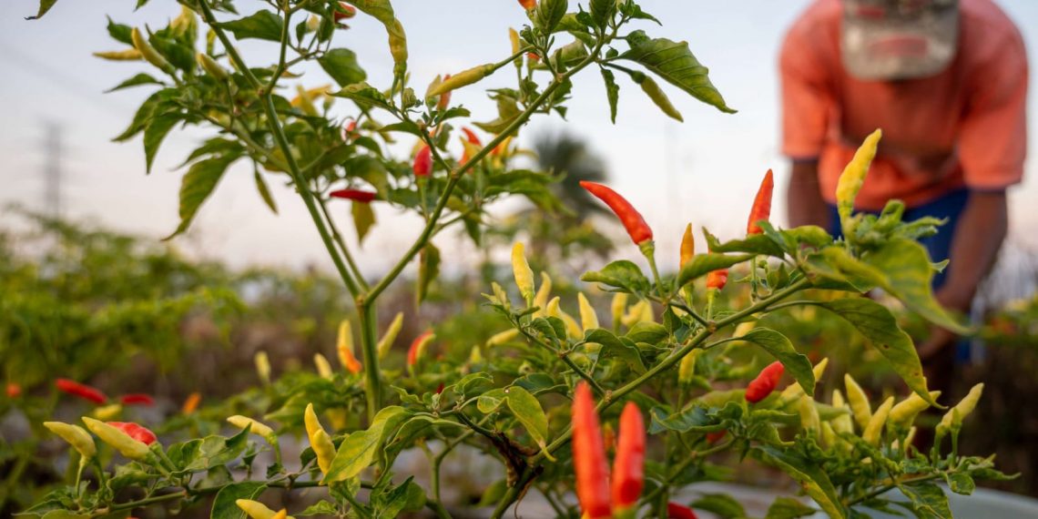 Waspada, Musim Kemarau Rawan Penyakit Kuning Pada Tanaman Cabai