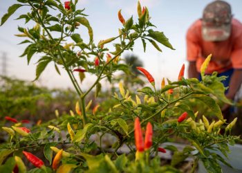Waspada, Musim Kemarau Rawan Penyakit Kuning Pada Tanaman Cabai
