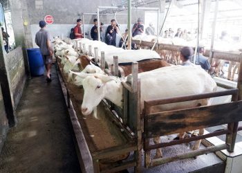 Menteri Pertanian: Kurangi Impor Rp 37 T, Wujudkan Swasembada Bersama Peternak Lokal