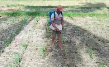 Aplikasi Pupuk Organik Plus Eco Enzyme Diujicobakan ke Tanaman Jagung