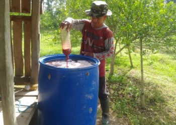 Antisipasi Hama dan Optimalkan Pertumbuhan Jeruk, Petani Coba Pupuk Organik Cair Eco Enzyme