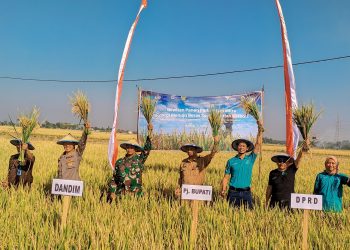 Panen Raya Padi Sehat di Madiun, Kolaborasi Petani Lokal dan Uni Eropa Hadirkan Inovasi Pertanian Berkelanjutan