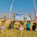 Panen Raya Padi Sehat di Madiun, Kolaborasi Petani Lokal dan Uni Eropa Hadirkan Inovasi Pertanian Berkelanjutan
