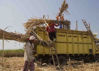 Kualitas dan Pasokan Tebu di Kediri Stabil, PG Ngadirejo Targetkan Produksi Gula hingga 65 Ton