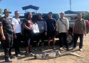 Tak Mampu Merawat, Tiga Ekor Buaya Diserahkan ke BBKSDA Kediri